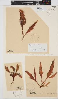 Mazzaella volans image