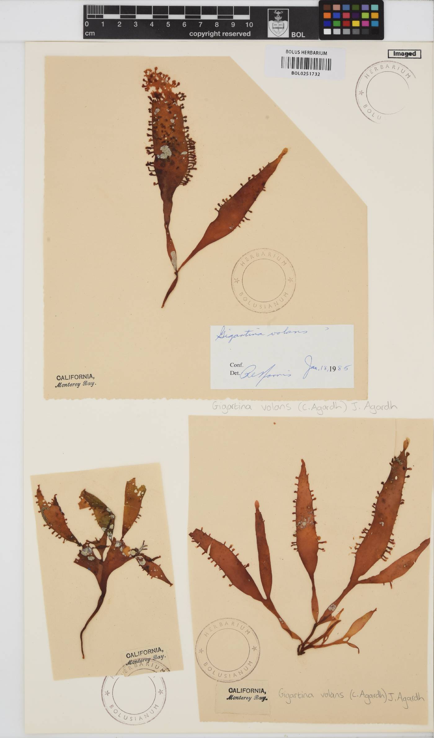 Mazzaella volans image