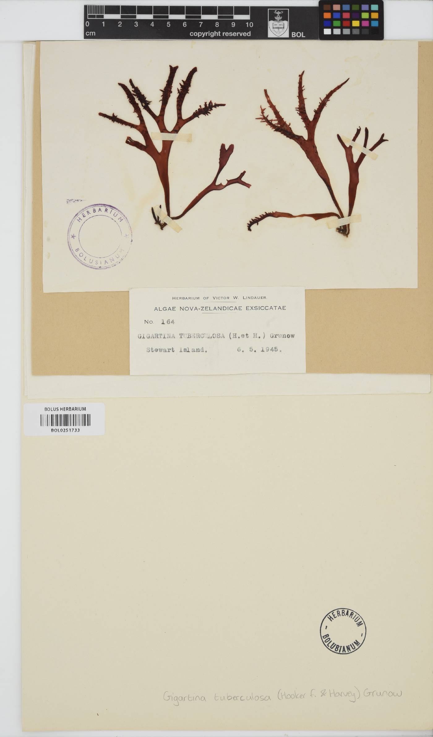 Iridaea tuberculosa image