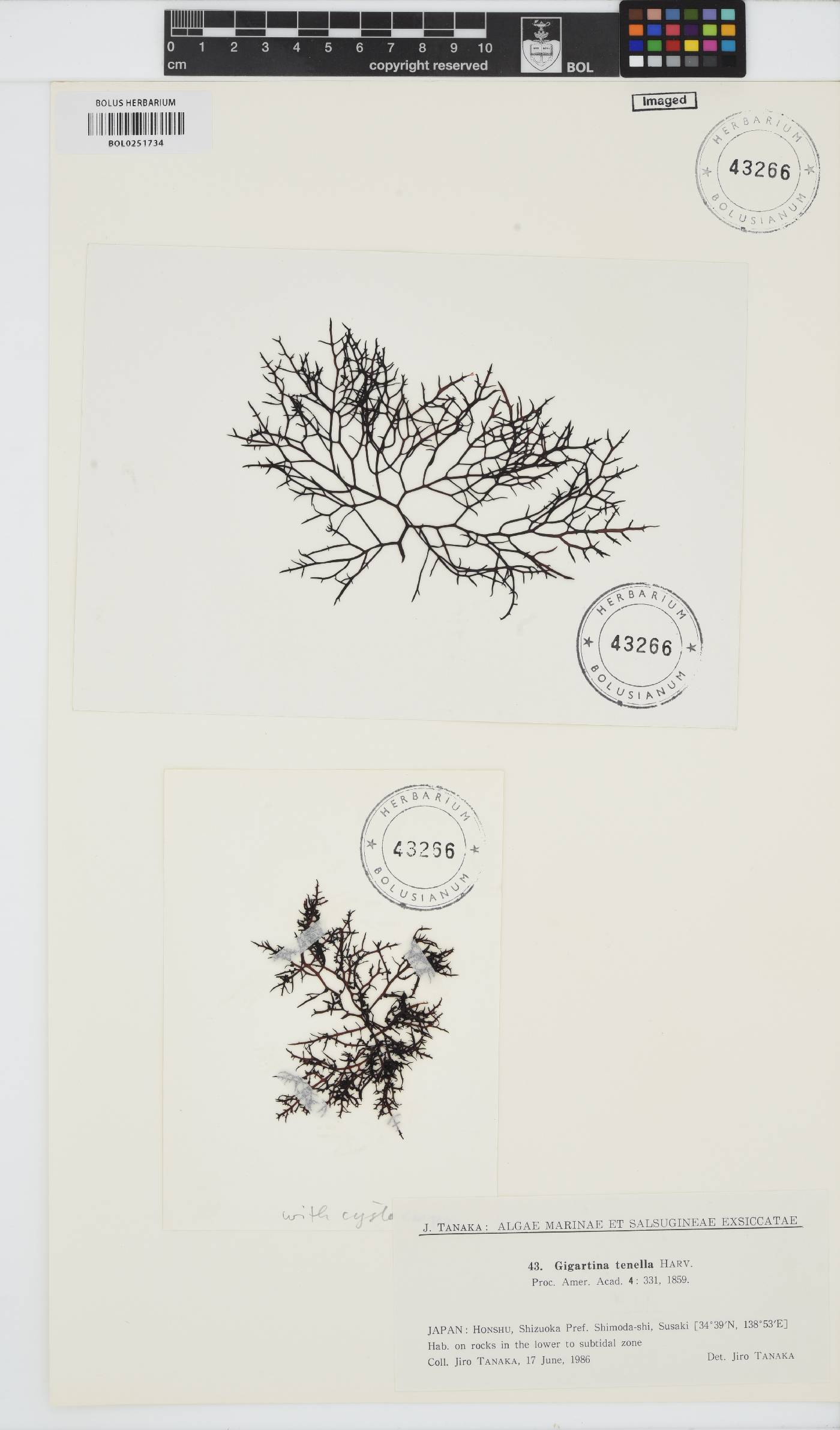 Chondracanthus tenellus image