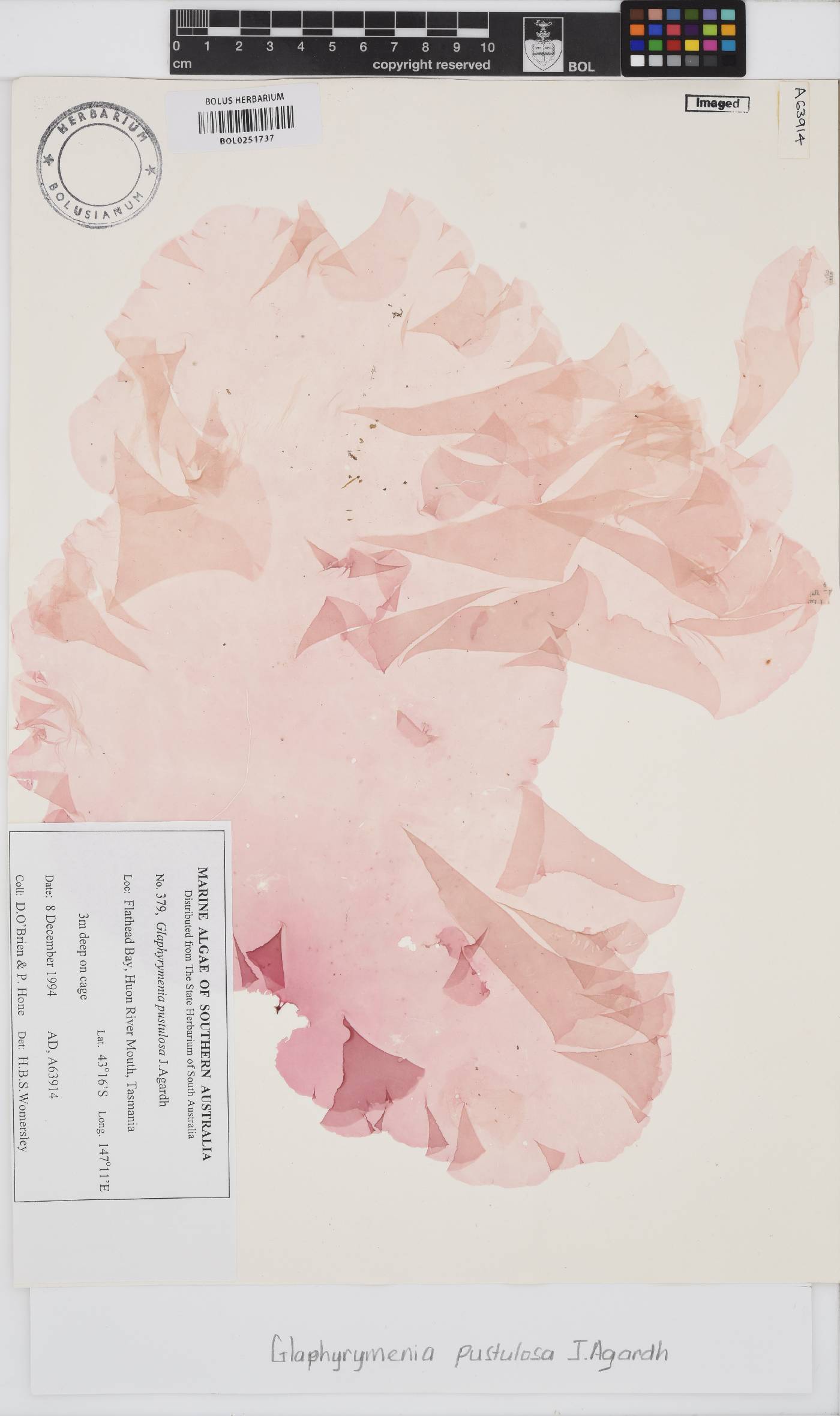 Glaphyrymenia pustulosa image