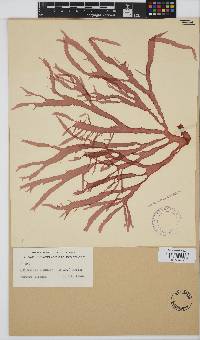 Image of Hymenocladia chondricola