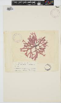 Image of Gloiocladia setchellii