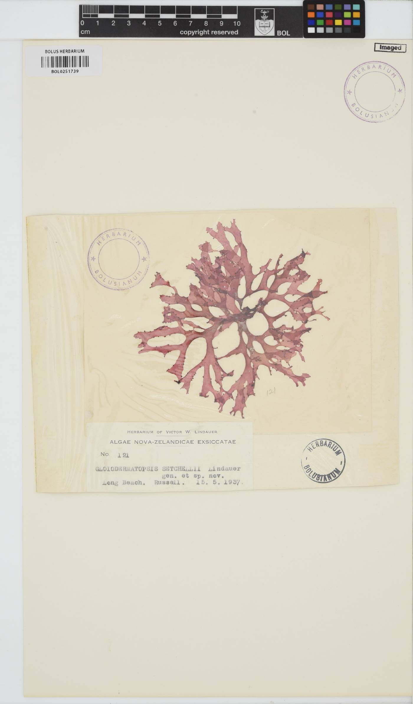 Gloiocladia setchellii image