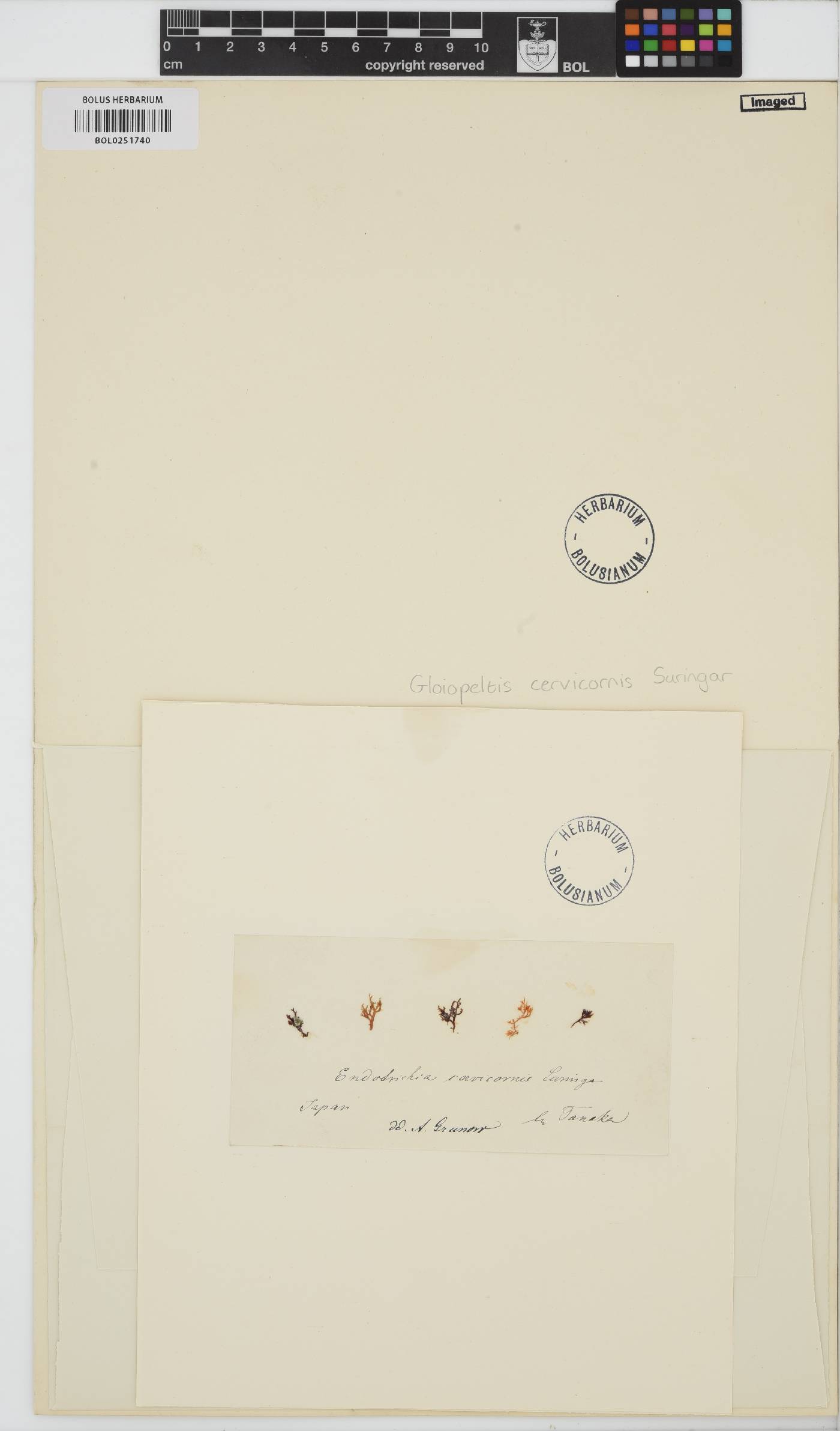 Gloiopeltis complanata image