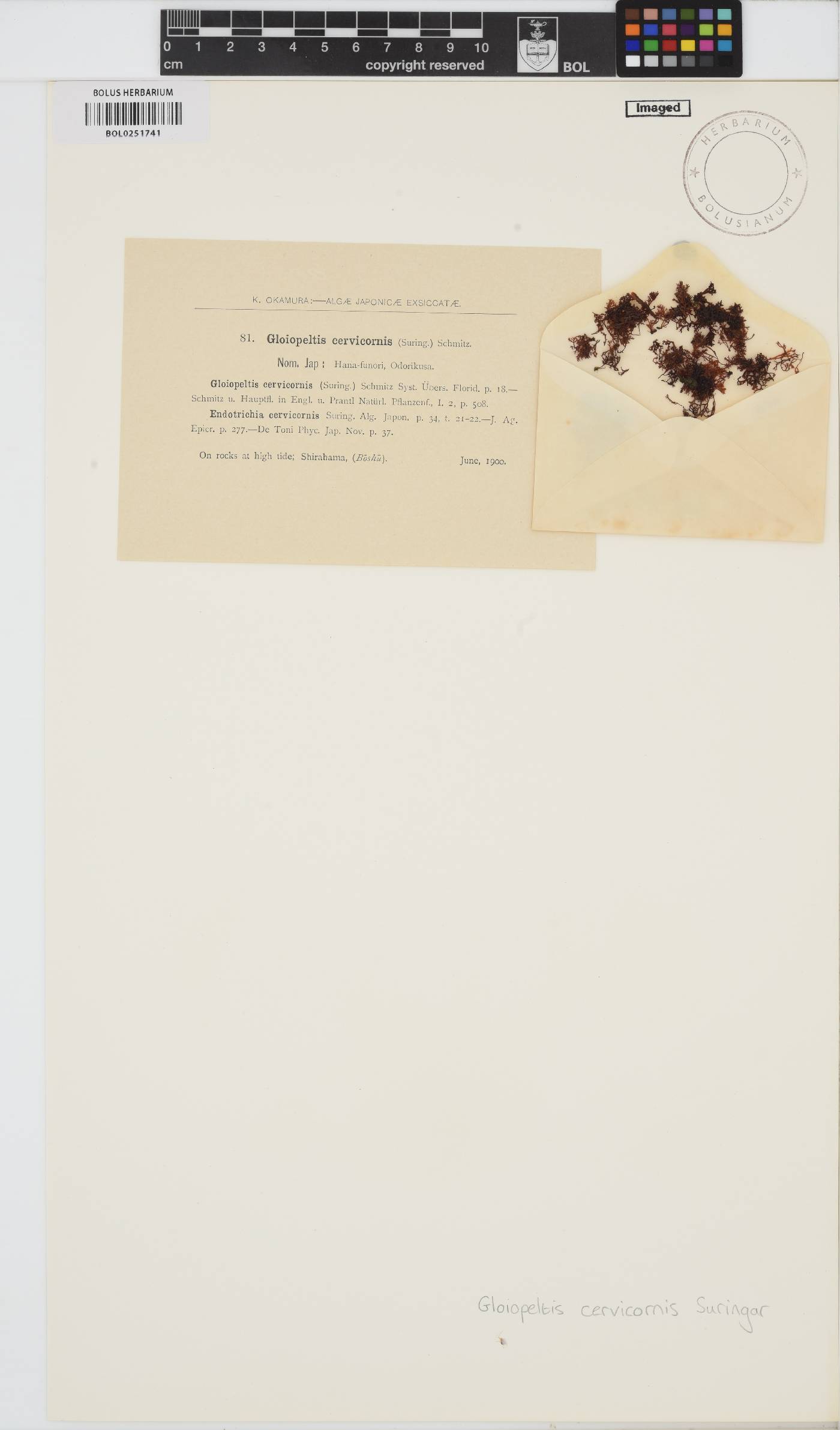 Gloiopeltis complanata image
