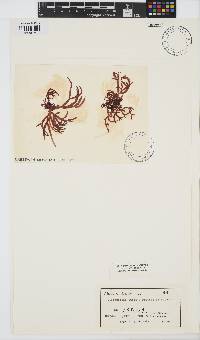 Image of Gloiopeltis furcata