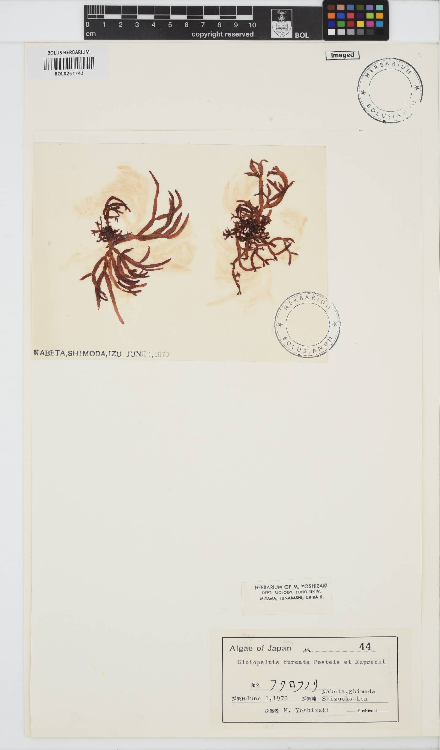 Gloiopeltis furcata image