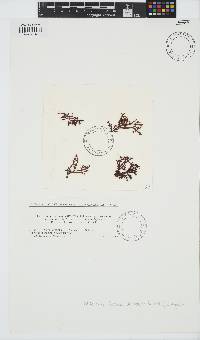 Gloiopeltis furcata image