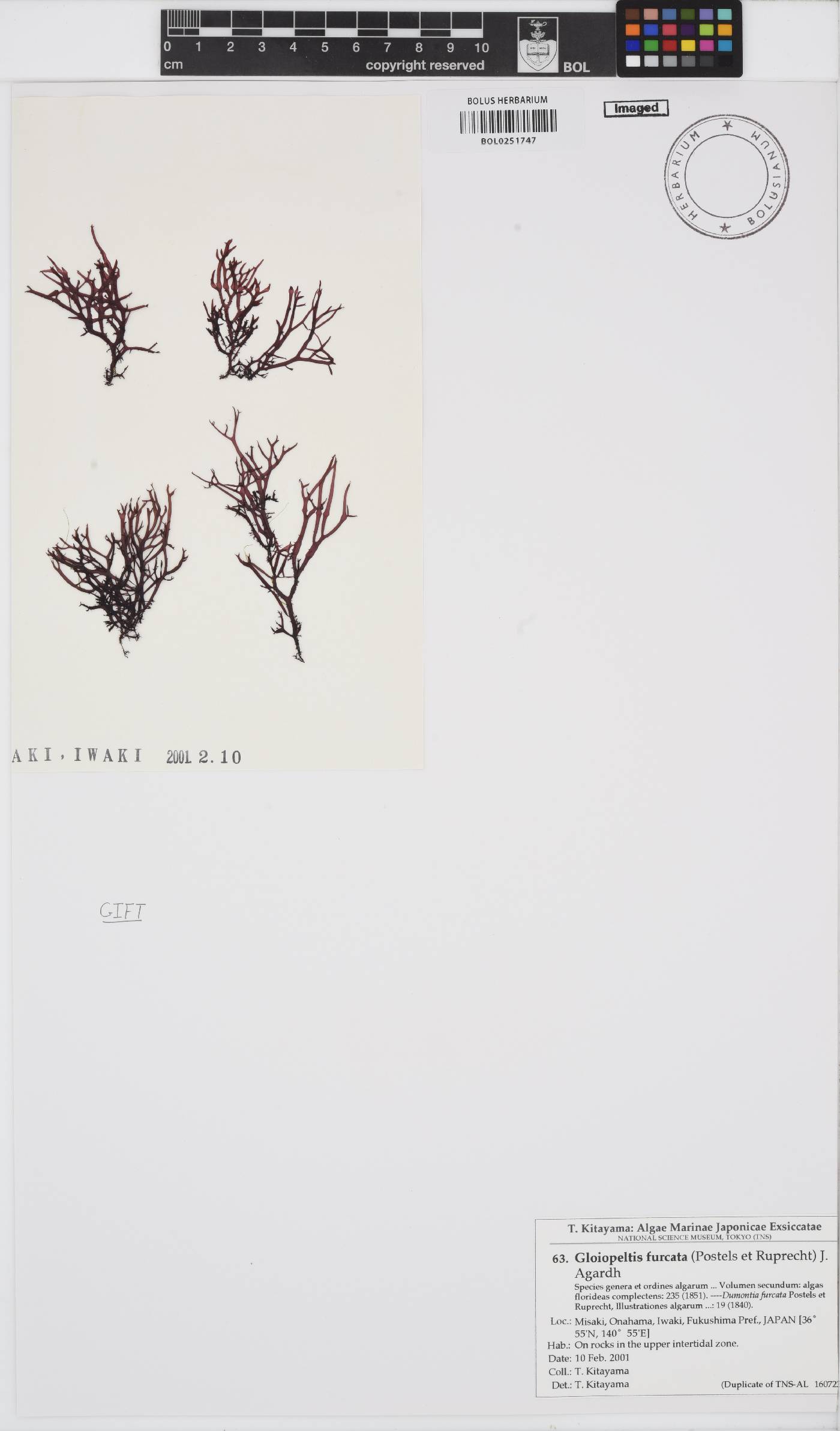 Endocladiaceae image