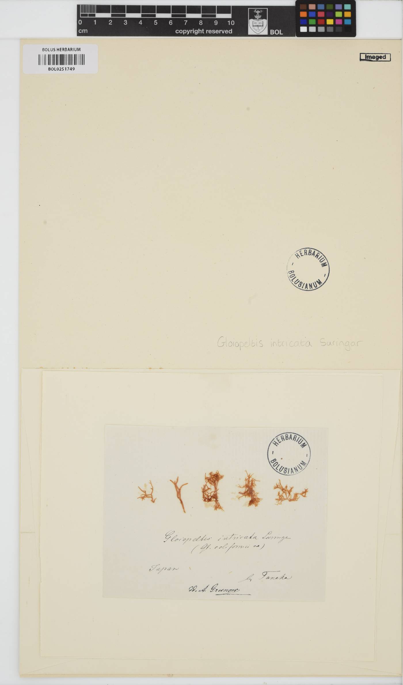 Gloiopeltis image
