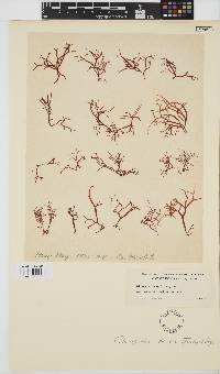 Image of Gloiopeltis tenax