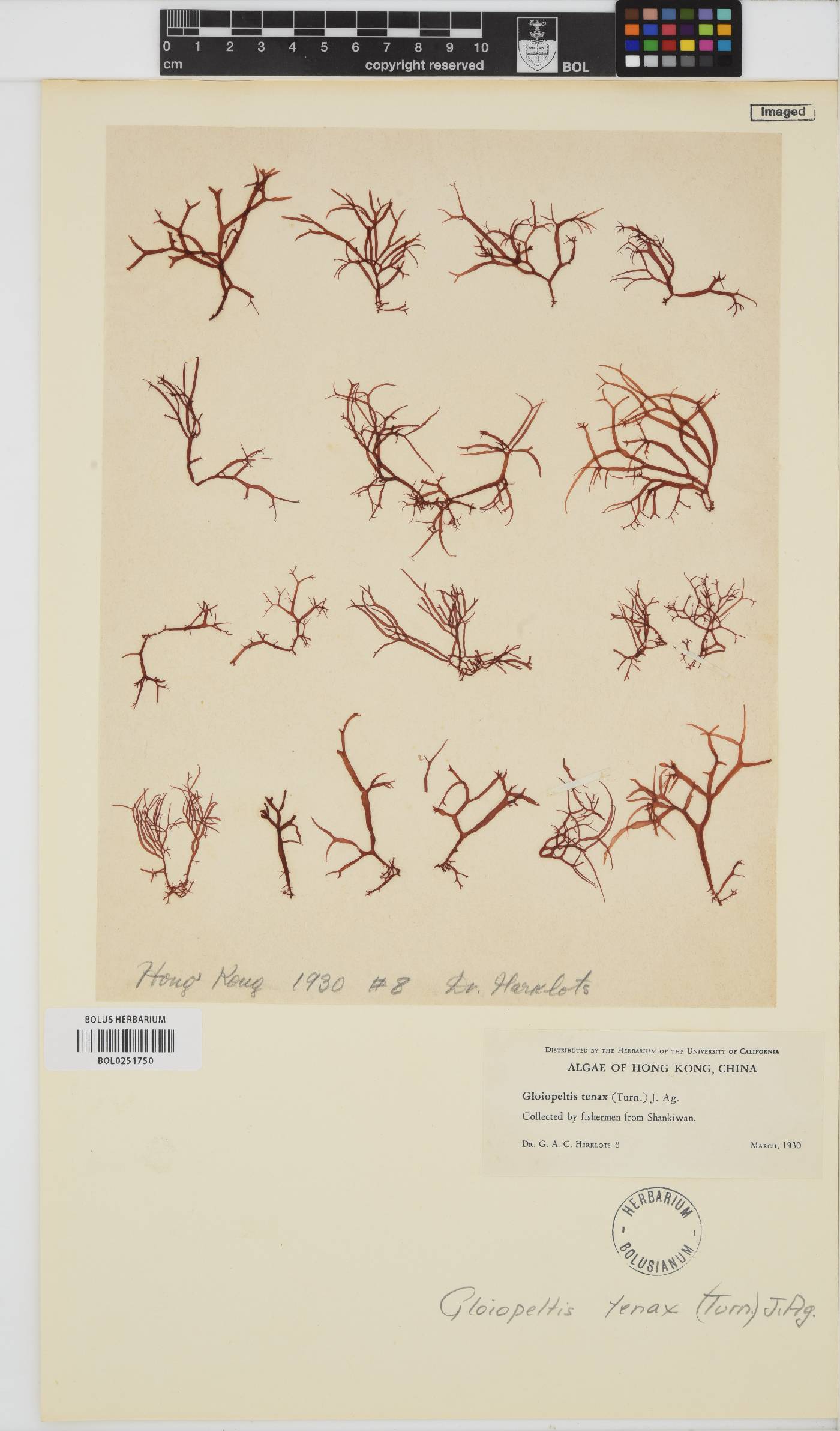 Gloiopeltis tenax image