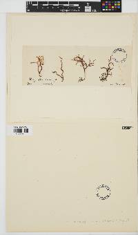 Gloiopeltis tenax image