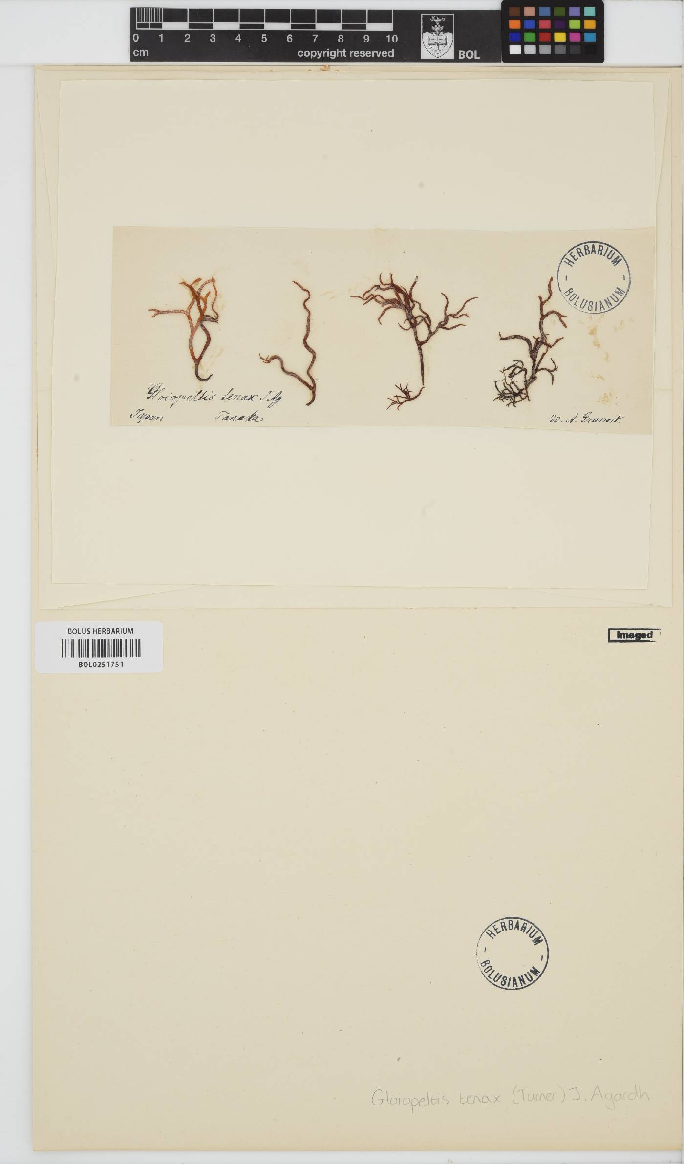 Gloiopeltis tenax image