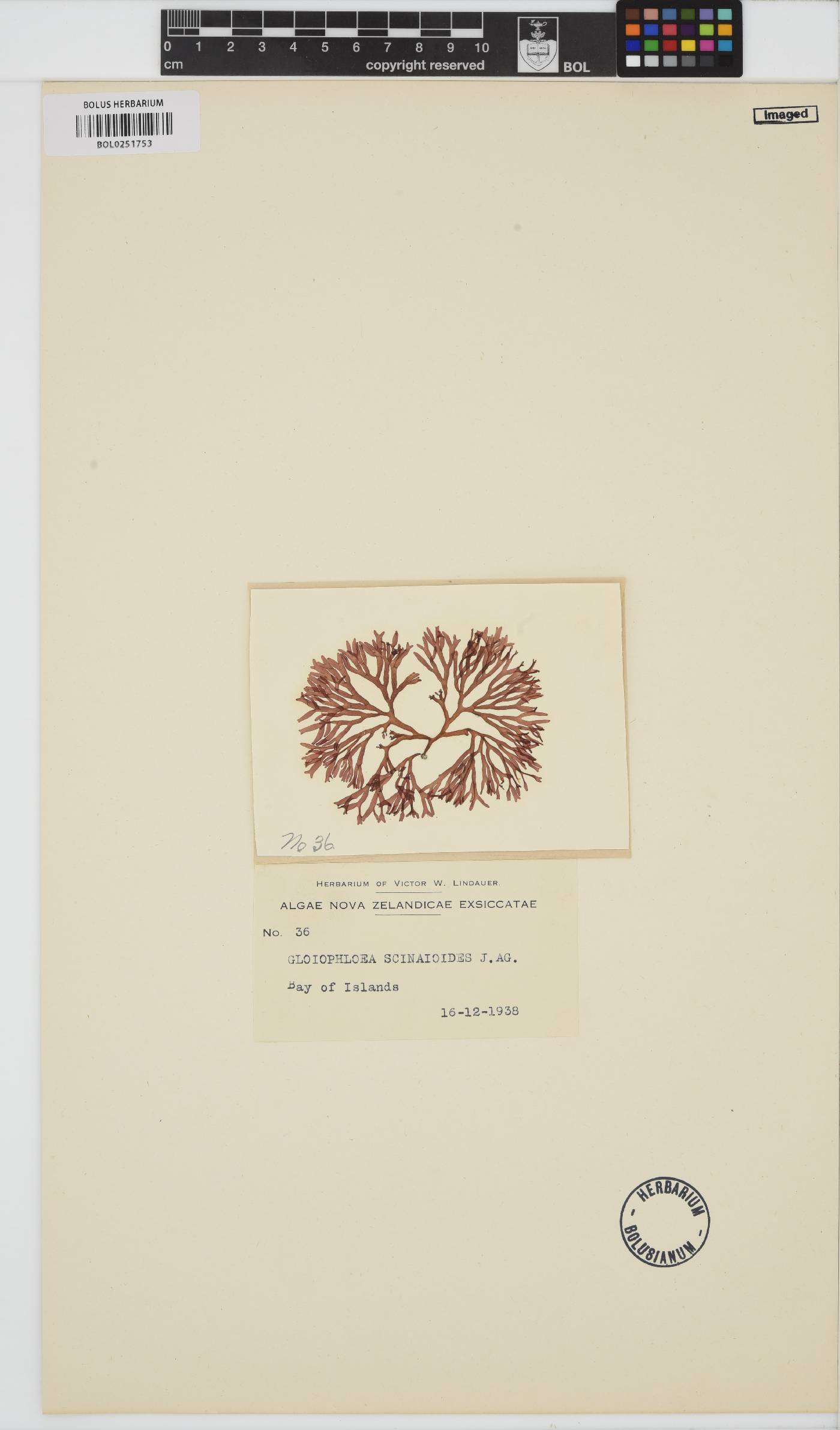 Gloiophloea scinaioides image