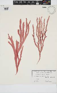 Image of Gloiophyllis barkerae