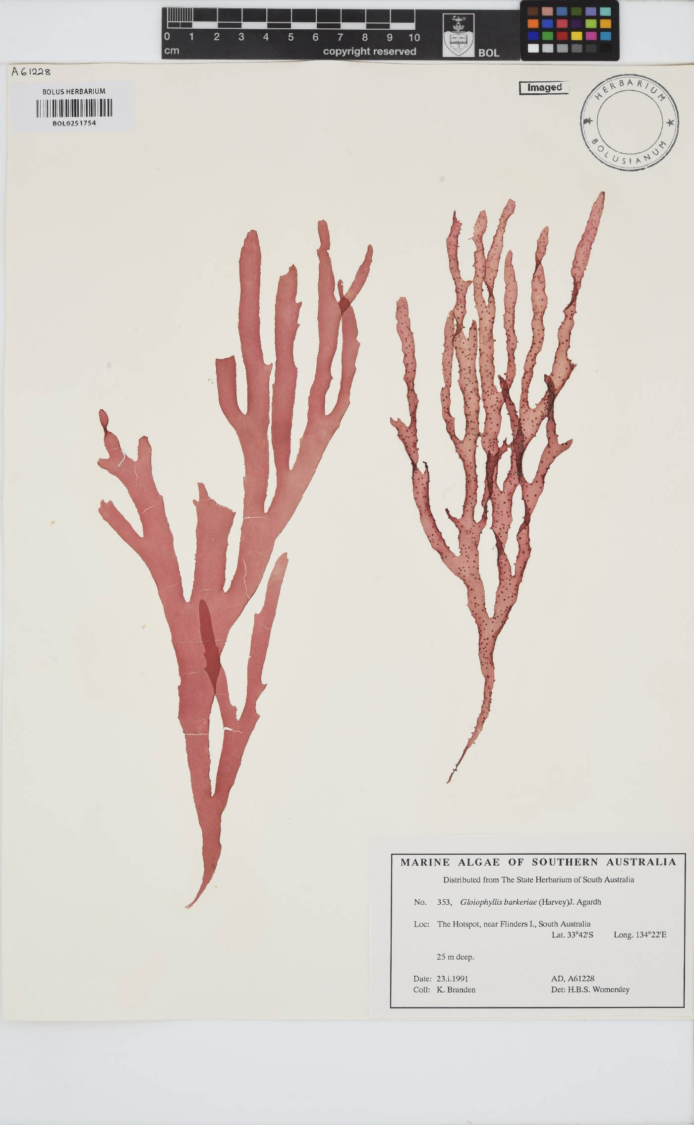 Gloiophyllis barkerae image