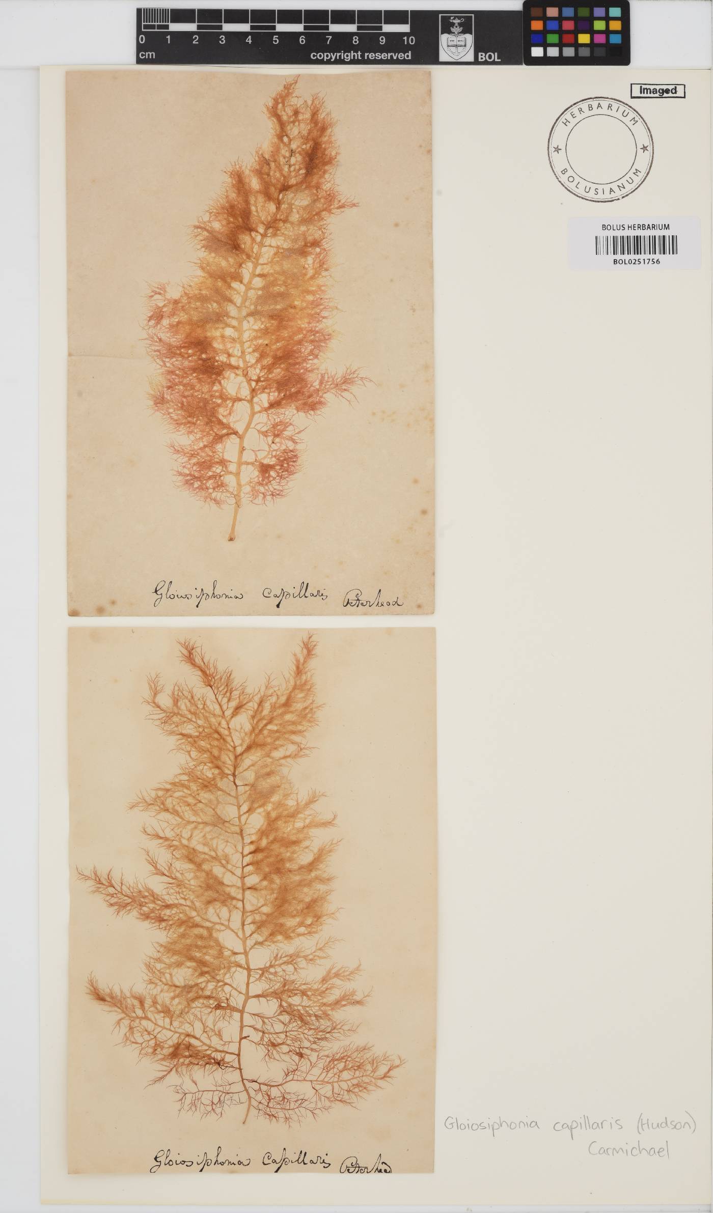 Gloiosiphonia capillaris image