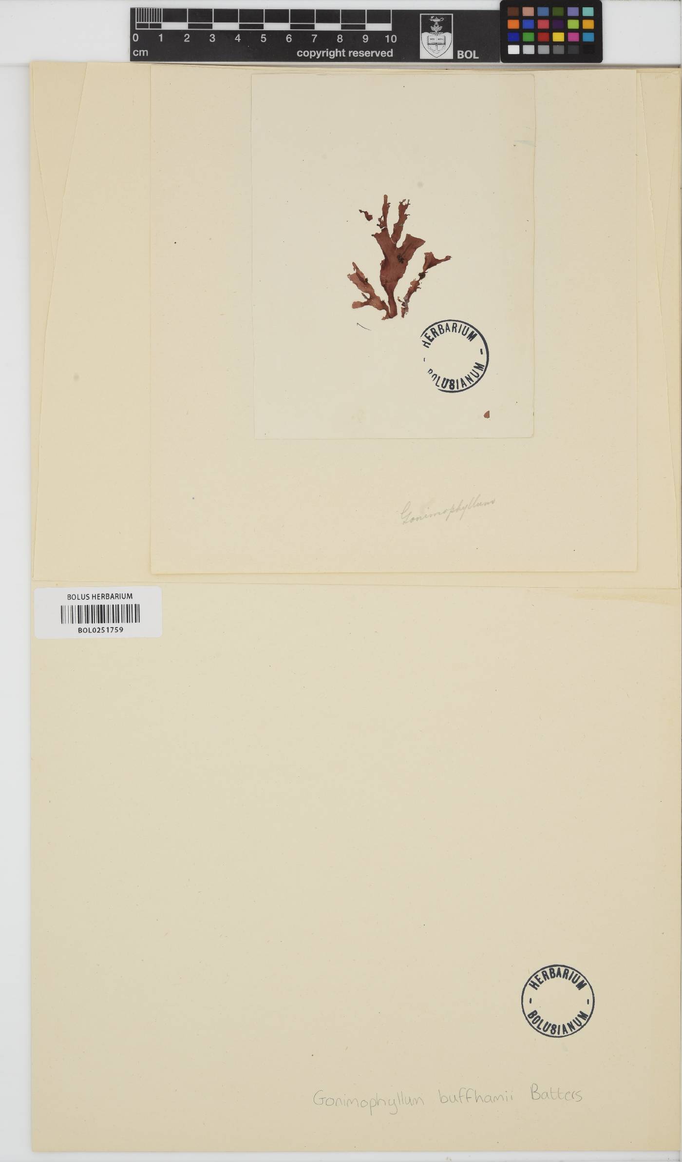 Gonimophyllum image