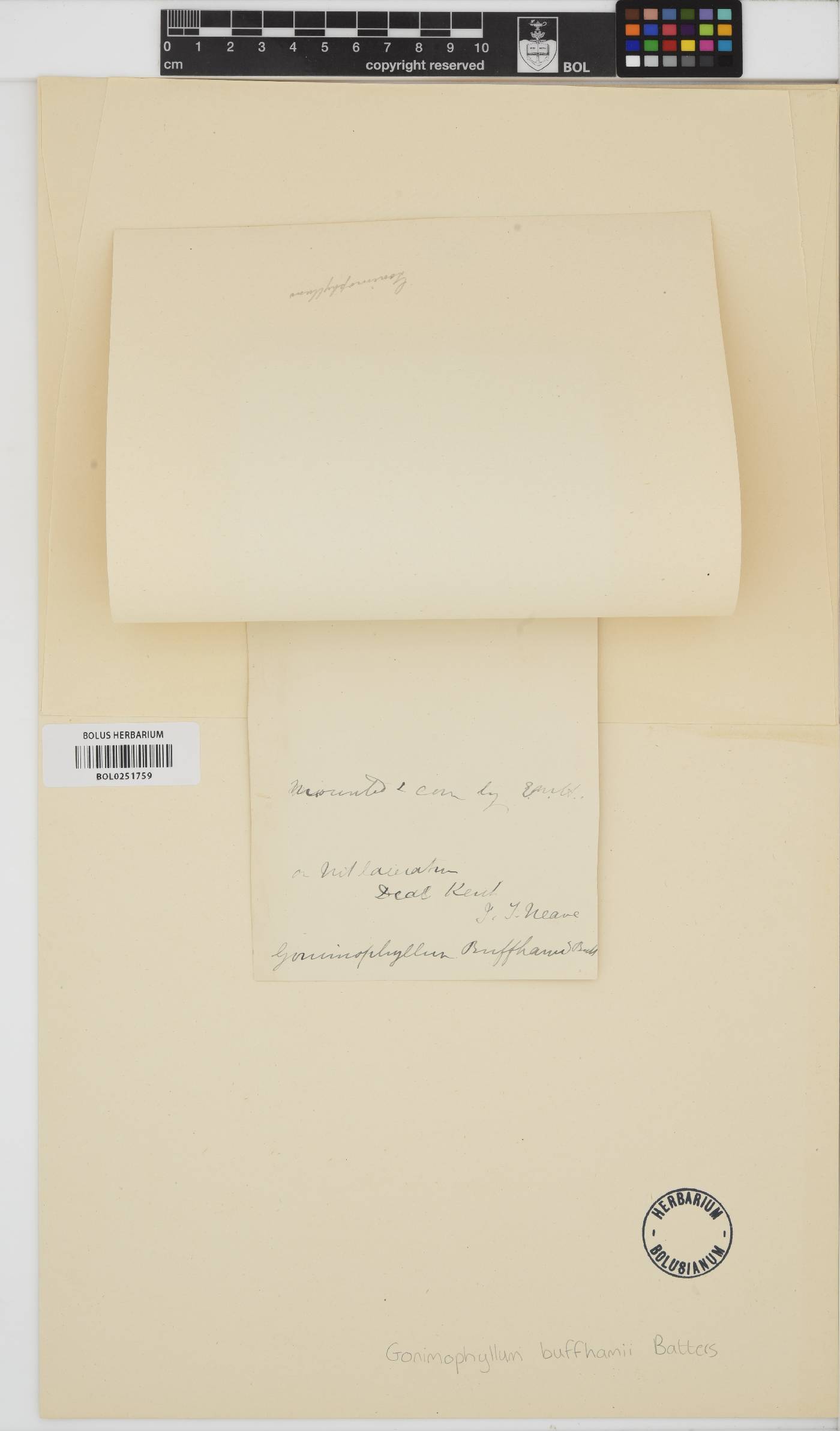 Gonimophyllum buffhamii image