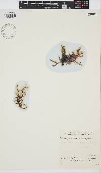 Gracilaria aculeata image