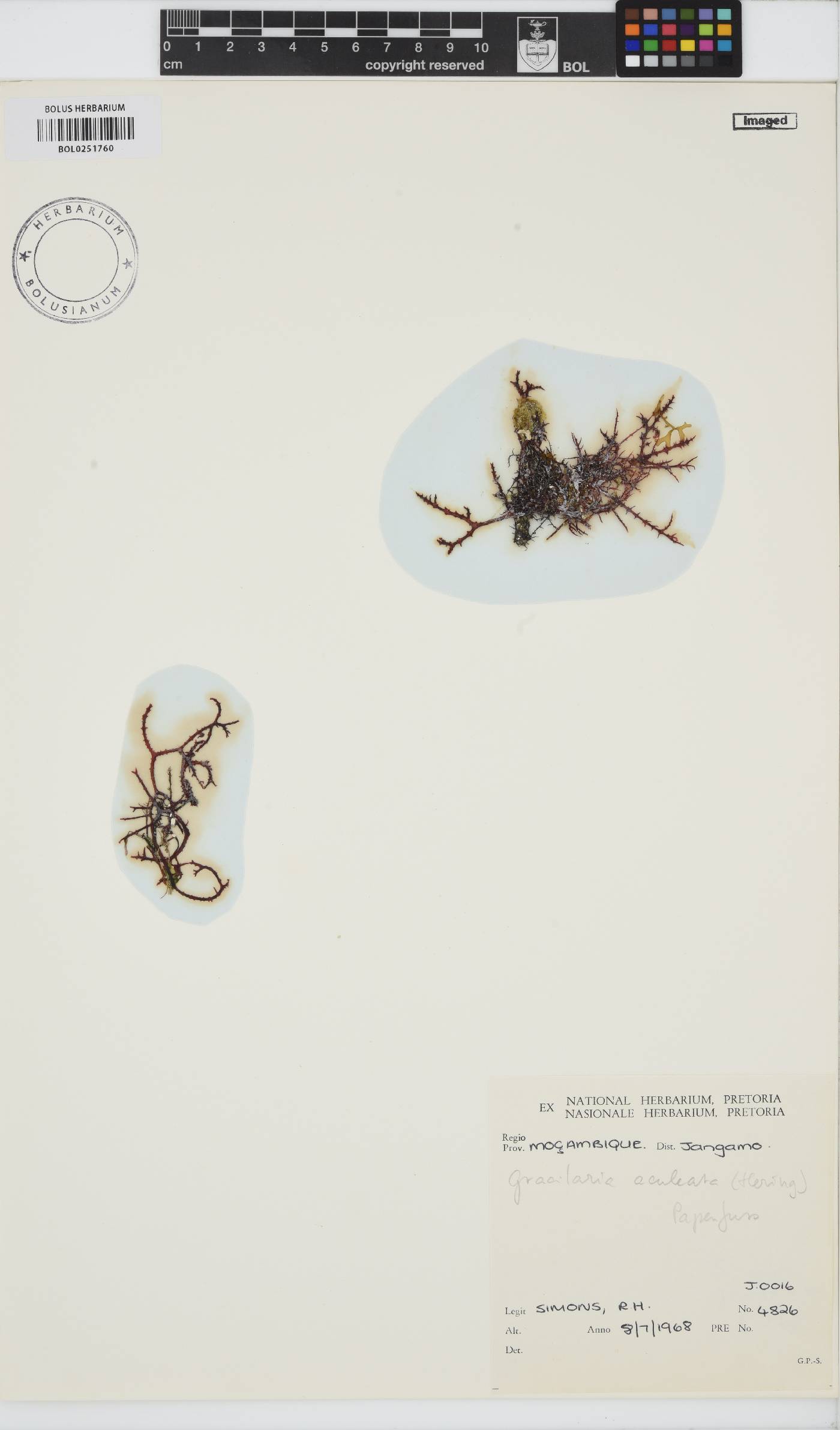 Gracilaria aculeata image