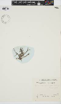 Gracilaria aculeata image