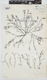 Gracilaria aculeata image