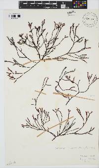 Gracilaria aculeata image