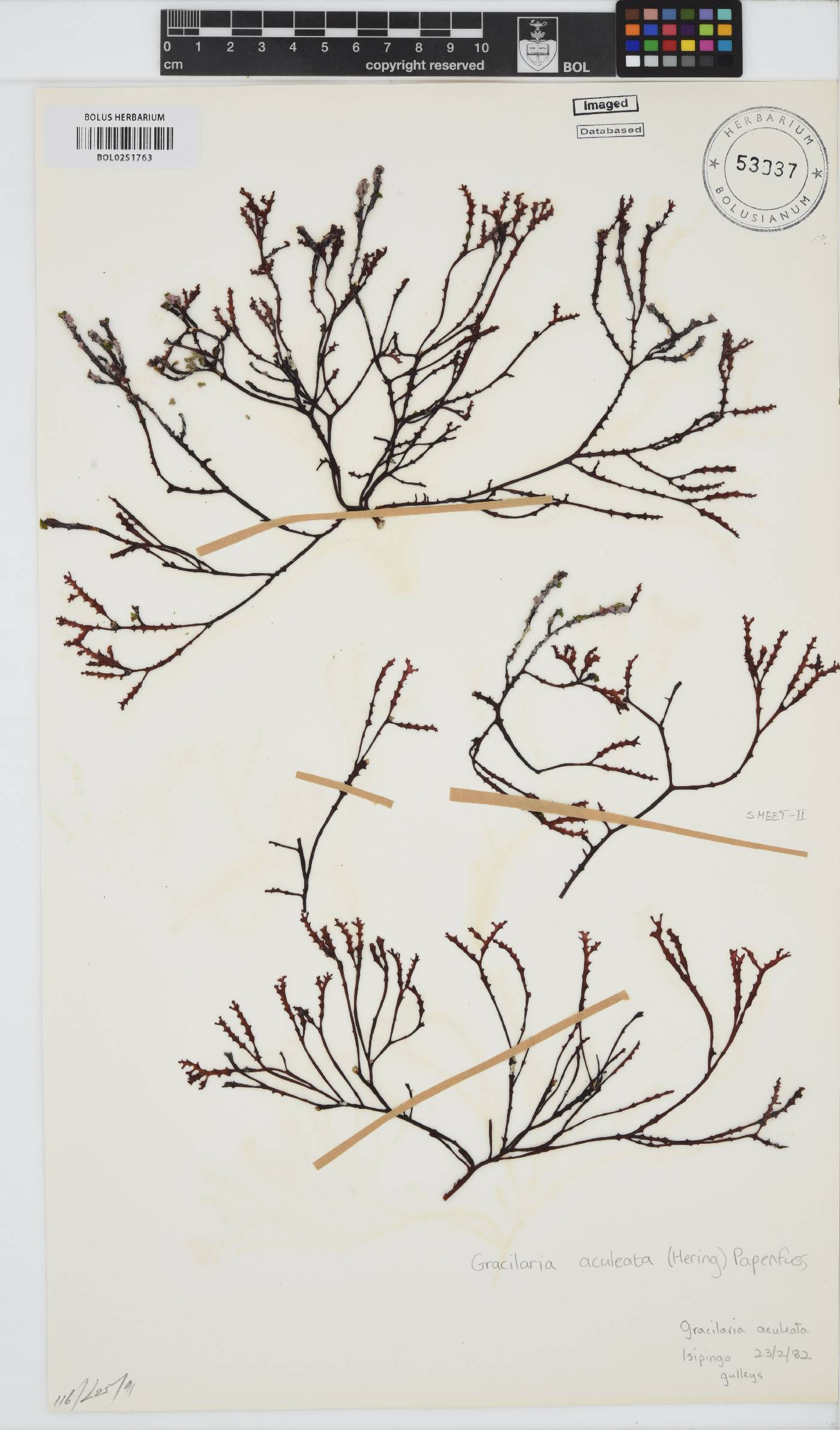 Gracilariaceae image