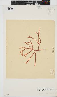 Gracilaria aculeata image