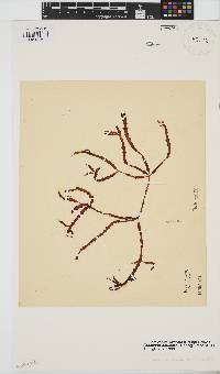 Gracilaria aculeata image