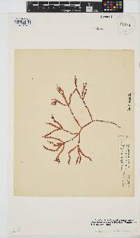 Gracilaria aculeata image