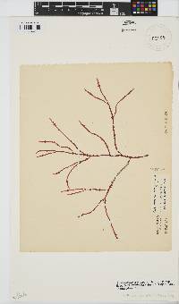 Gracilaria aculeata image