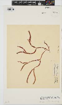 Gracilaria aculeata image