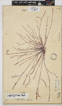 Gracilaria aculeata image