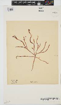 Gracilaria aculeata image