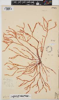 Gracilaria aculeata image