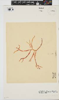 Gracilaria aculeata image