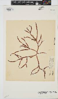 Gracilaria aculeata image