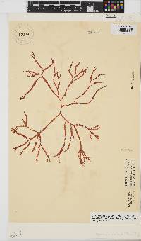Gracilaria aculeata image