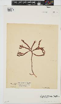 Gracilaria aculeata image