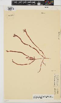 Gracilaria aculeata image