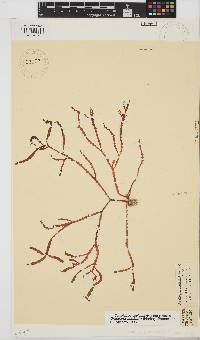 Gracilaria aculeata image