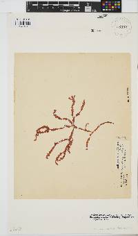 Gracilaria aculeata image