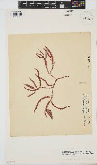 Gracilaria aculeata image