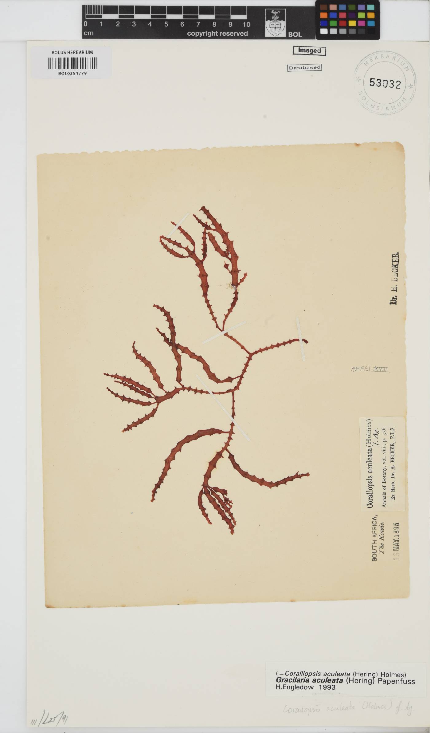 Gracilaria aculeata image