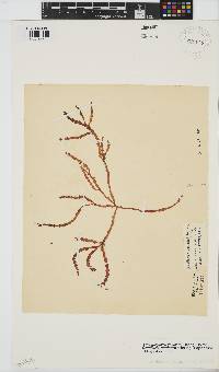 Gracilaria aculeata image