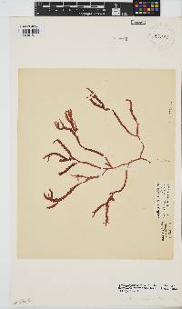 Gracilaria aculeata image